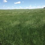 Photo on June 16, 2021. Hey! It looks like a hay crop waving in the wind and not a kochia in site. At that date, it was the greenest patch of ground for miles around. With little rain and much heat, most annual crops were struggling.