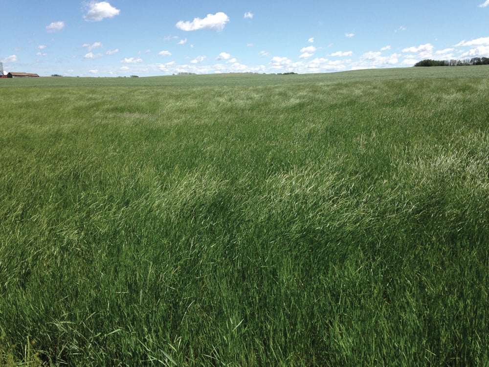 Photo on June 16, 2021. Hey! It looks like a hay crop waving in the wind and not a kochia in site. At that date, it was the greenest patch of ground for miles around. With little rain and much heat, most annual crops were struggling.