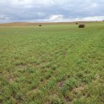 This photo was taken on September 3, 2021. In July, my neighbour made a few bales and by September there was enough regrowth to give hope for next year.