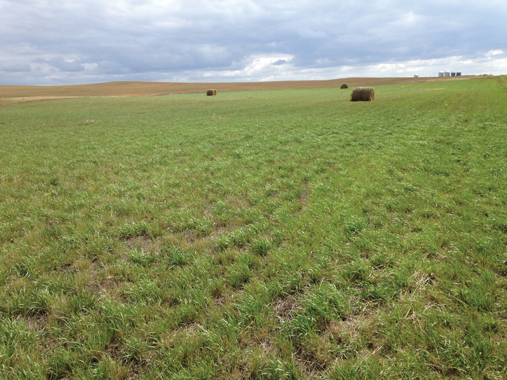 This photo was taken on September 3, 2021. In July, my neighbour made a few bales and by September there was enough regrowth to give hope for next year.