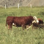 Look for opportunities to supply calves with certain carcass or production characteristics that fit a certain branded beef marketing program. Selecting a bull with desirable traits might help a producer to tap into higher value markets.