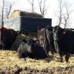 This is the ideal scenario… provide beef cattle with a dry, well bedded area and do your best to keep them out of prolonged muddy conditions.