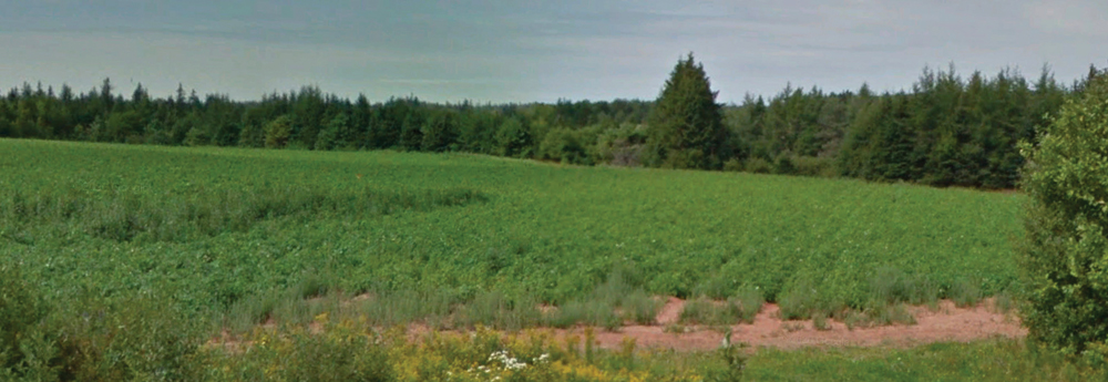 A field with the typical very red clay in Rollo Bay West, P.E.I. 