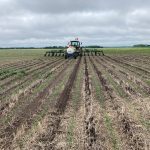 A good method for supplying corn with nitrogen in-season is to apply anhydrous ammonia as a banded side dressing between the rows.