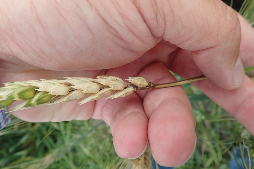 Cereal crop disease outlook Grainews