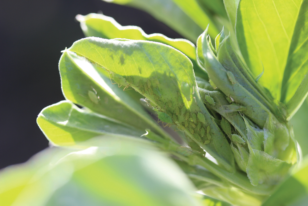 A pea aphid infestation of a faba bean plant. These crop pests suck the juice out of a plant’s leaves, stem or roots, which,  in turn, can result  in significantly  lower yields due  to reduced seed formation and smaller seed size.