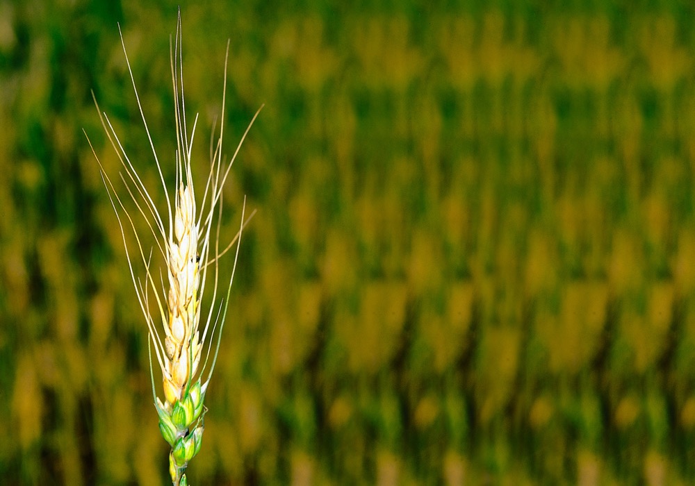 Fusarium head blight in cereals (seen here) or sclerotinia in canola are monocyclic, meaning that they infect a host and produce spores just once in a season.
