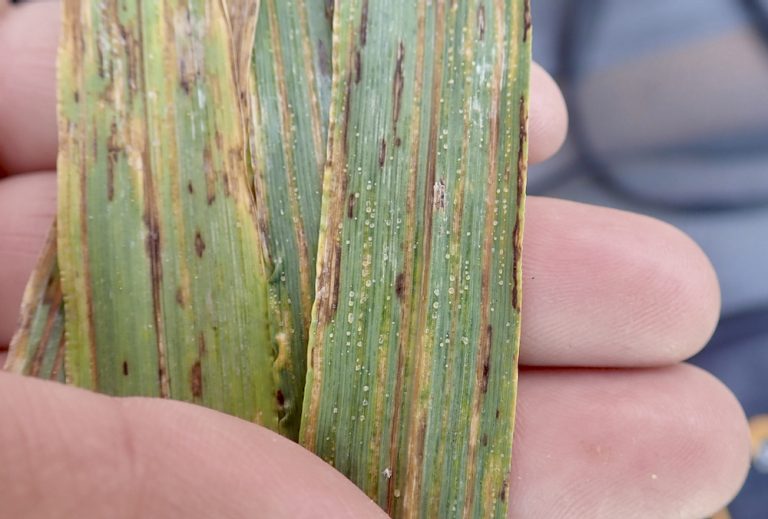 Cereal crop disease outlook Grainews