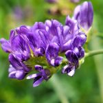 Close-up file photo of an alfalfa plant in a Canadian field. (Jennifer Seeman/iStock/Getty Images)
