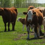 Feeder market strengthens toward third quarter