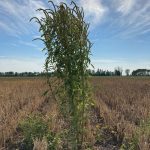 You might as well call it a tree. This is a Palmer amaranth weed discovered
by an agronomist near the southern Manitoba community of Carman. This
monster weed can grow up to seven or eight feet tall in crop and even
taller and wider when allowed to grow without any competition.