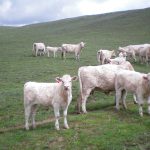 Mature cattle are most likely to experience a magnesium deficiency especially when grazing immature cool-season grasses and lush early growth. They are less able to quickly mobilize magnesium from their bones to meet the body’s needs, and also have a reduced ability to absorb this mineral.