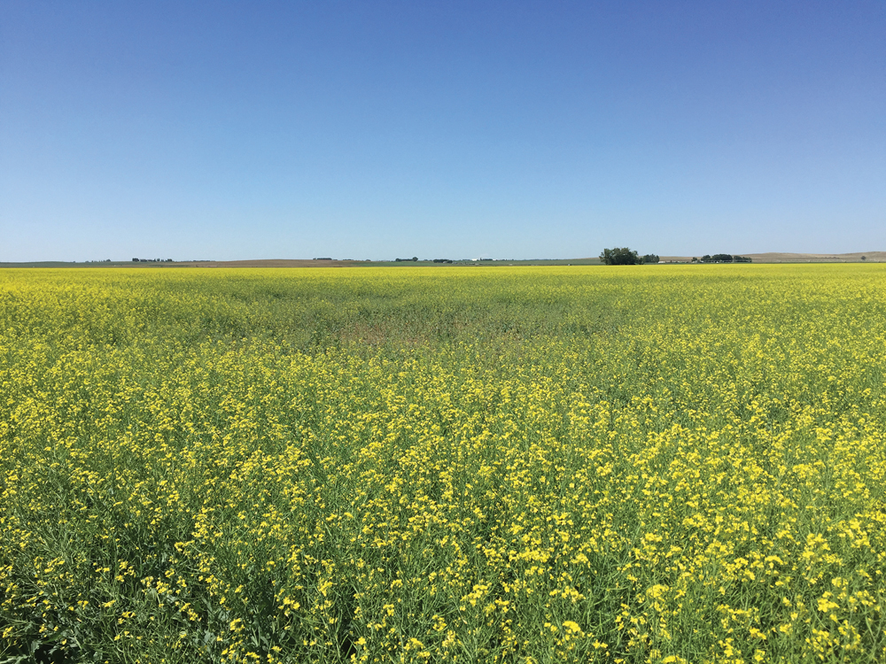 Farmers won’t see the clubroot spores, they won’t know when it’s going to enter their fields or how. However, planting clubroot-resistant varieties offers some protection from clubroot developing in farmers’ fields.