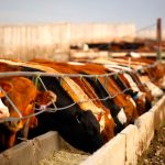 Price movement for both feed barley and feed wheat in Western Canada have been mixed. Photo: Canada Beef Inc.