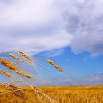 Poland is trying to move Ukraine grain by rail due to Russia’s blockade of Ukrainian sea ports on the Black Sea. Photo: IanChrisGraham/iStock/Getty Images