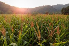 File photo of a cornfield in the northern region of Luzon in the Philippines. (Nate Hovee/iStock/Getty Images)
