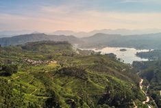 File photo of tea plantations in Sri Lanka. (Dmitrii Anikin/iStock/Getty Images)
