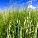 Barley south of Ethelton, Sask. in early August 2017. (File photo by Dave Bedard)
