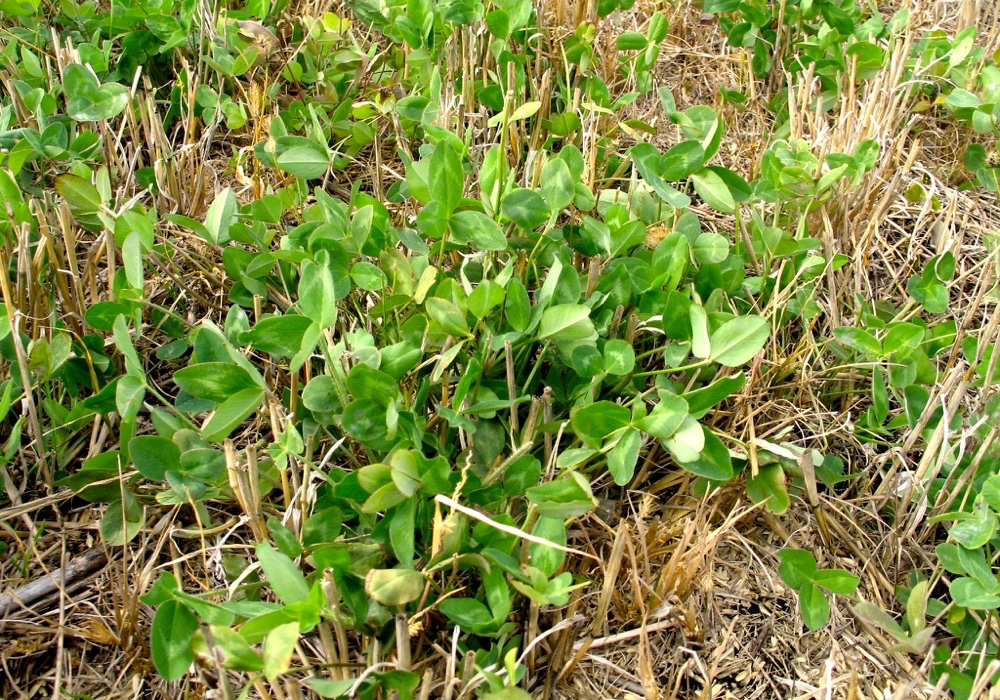 Economic and ecological benefits of annual forages