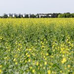 Put a stop to canola yield robbers