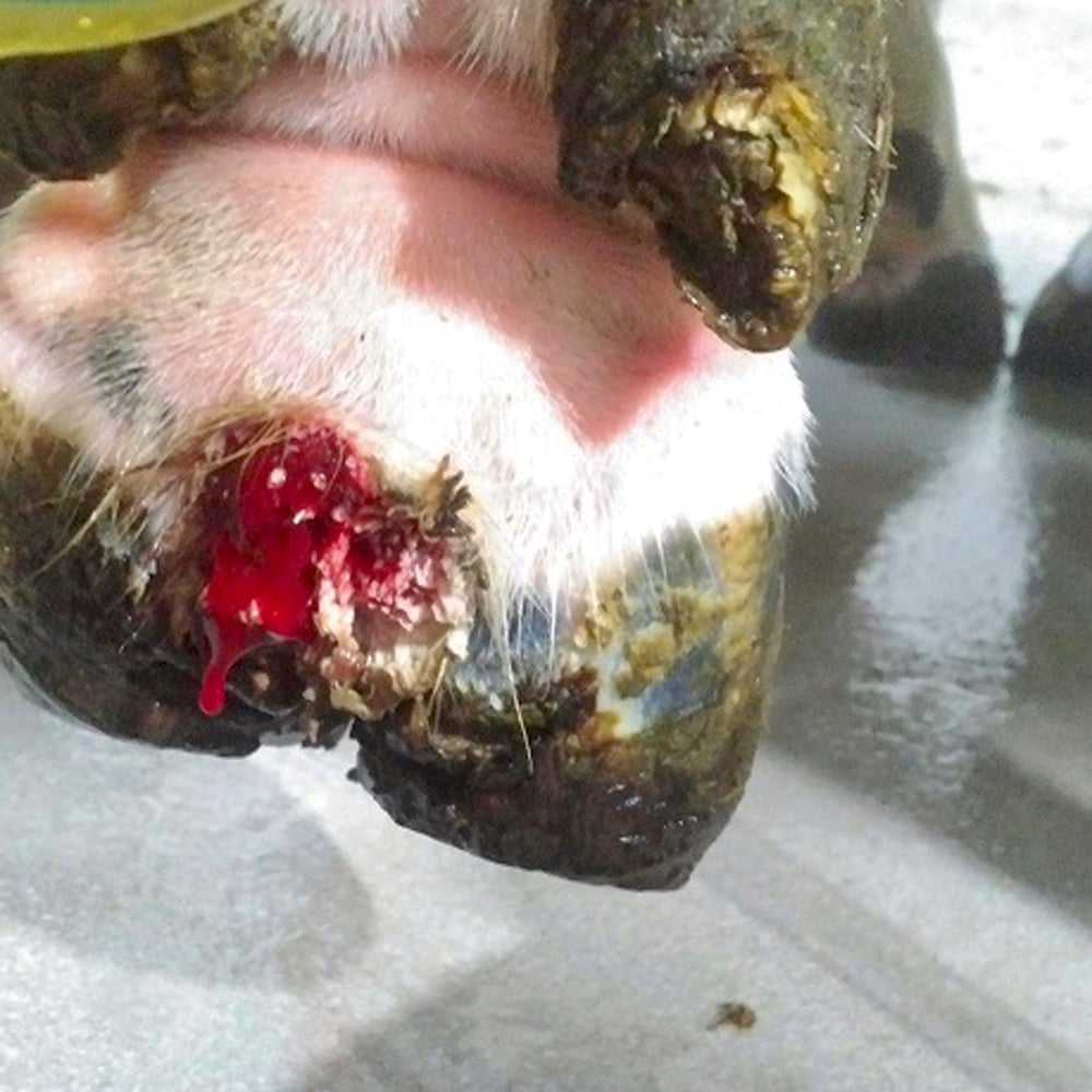 Keeping alleyways as clean as possible and using disinfectant foot baths are a couple measures that reduce the risk of dairy cattle developing hairy heel warts.