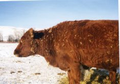 The developer of Velcro got the idea from burdock seed heads. While Velcro turned out to be a great thing for consumer products, the burrs that stick to livestock (and humans) are not just a nuisance but can have a negative health and economic impact.