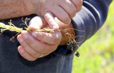 When aphanomyces is confirmed in pea or lentil fields, a break of six to eight years is recommended to allow spore levels to decrease in the soil.