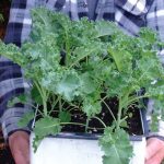 Load up on kale. Raw, stewed, steamed. Canadians don’t love it enough. It has anti-cancer agents and a half cup
of kale eaten daily might just be the cheapest health insurance going.