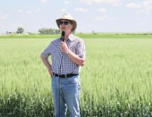 Retired winter wheat breeder Rob Graf describes some of the benefits of his new winter wheat variety AAC
Coldfront. With improved yield and an improved disease package, it is a variety that appears to have a good fit
across Western Canada.
