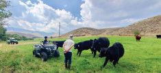 Christopher, was a passenger on the four-wheeler helping to check out
the cows and calves on the heifer hill pasture.