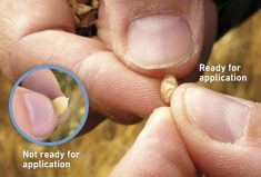 The thumbnail test is one of the visual examples in the Pre-Harvest Glyphosate Staging Guide from Keep it Clean.