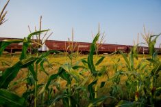 File photo of a BNSF grain train in Montana. (Photo courtesy BNSF Railway)
