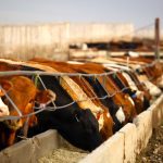 Livestock nutrition stands as the hub of Bullseye, but around that hub includes herd health, cow comfort, optimized and balanced rations, forage management, calf health and water quality.