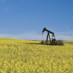 One thing you might want to consider when marketing your canola is the price of crude oil.