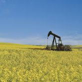 One thing you might want to consider when marketing your canola is the price of crude oil.