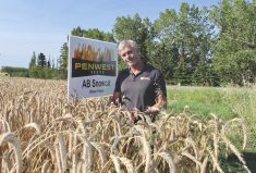 Larry Penner plans on including winter cereal crops in his rotation for several reasons – it spreads out the workload, benefits wildlife, improves weed control and, at the end of the day, the crops are also profitable.