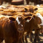 Western Canadian yearling prices have strengthened over the past month.