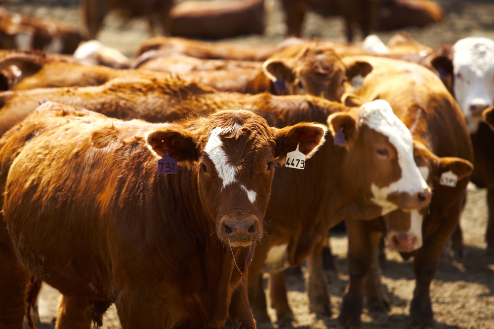 Western Canadian yearling prices have strengthened over the past month.