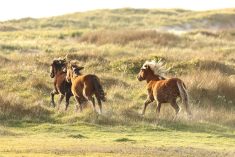 File photo of wild horses running on grasslands in Nova Scotia’s remote Sable Island National Park Reserve. (Photo by Sarah Medill/Parks Canada/Handout via Reuters)

