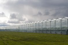 File photo of greenhouse food production systems in British Columbia. (KarenMassier/iStock/Getty Images)
