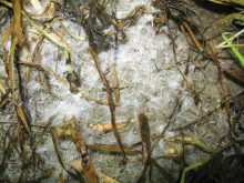 Andrew McGuire says soil organic matter should be concentrated near the soil surface because that’s where it will do the most good.