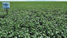 A crop of InVigor L350PC at the bolting stage. This high-yielding canola
is one of three new hybrids BASF is releasing for 2023.