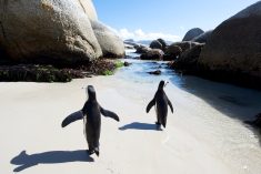 File photo of African jackass penguins at Boulders beach at Cape Town, South Africa. (NeilBradfield/iStock/Getty Images)
