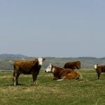 Photo: Canada Beef Inc.