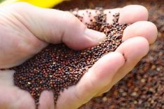 (Photo courtesy Canola Council of Canada)
