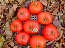 The Earliana heritage tomato was introduced in 1900. Large, red, blemish-free fruits ripen mid-season, weigh
eight to 12 ounces each and are perfect for slicing or canning.