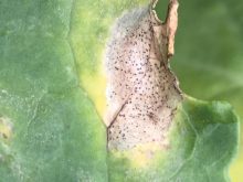 During the growing season, the pathogen produces fruiting bodies called pycnidia that appear as pepper-like
spots within lesions on young leaves. Once the leaves are infected, the fungus can spread into the stem,
eventually leading to the most damaging phase of the disease — stem cankering — usually at ground level.