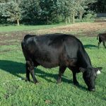 Some producers say it just doesn't make sense to keep any open cows in the herd.