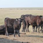 Backgrounding feeding programs are often tailor-made to each beef
producer’s situation. The rate of gain can be achieved over short-45 day,
medium-90 day and longer-kept 120-day feeding programs.
