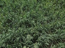 Josh Fankhauser’s intercrop mix of oats, barley, peas and radish. In his
system, intercrops meant for the combine are usually two to three species,
but those intended for forage, such as this one, can include more.